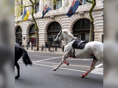 Runaway Horses in Central London: Five Bolting Cavalry Horses Injure Soldiers and Civilians, Bloodied Animals Recovered