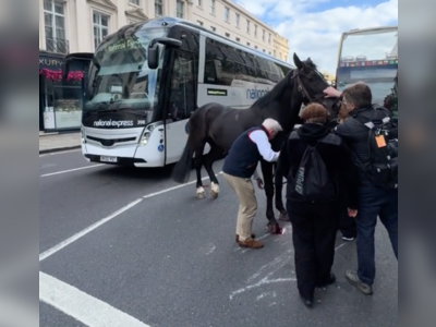 Runaway Horses in Central London: Five Bolting Cavalry Horses Injure Soldiers and Civilians, Bloodied Animals Recovered