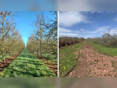 Heineken Uproots 140-Acre Cider Orchard, Sparking Wildlife Concerns