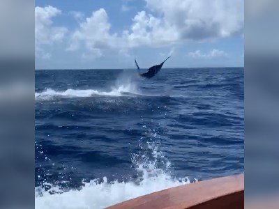 British Virgin Islands - An acrobatic blue marlin for Capt. Ruby Helms and our friends on the Que Mas fishing the North Drop today!