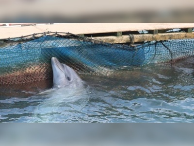 Petition Against Dolphin Return Nets Over 4000 Signatures