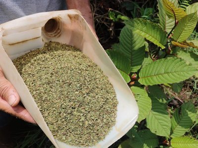 The ‘herbal heroin’ from Indonesia that has US drug agencies worried