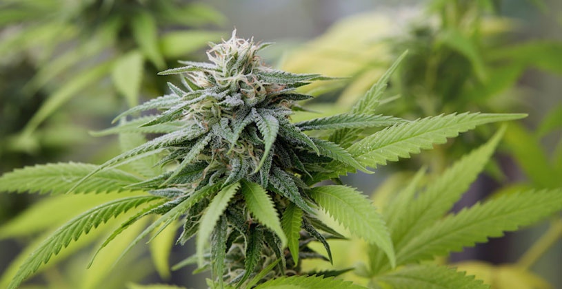 Medical Marijuana Legislation To Be Developed