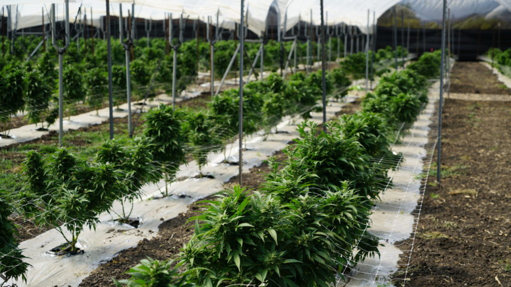 Gov't swaps land with HLSCC to 'facilitate establishment of medical marijuana industry'
