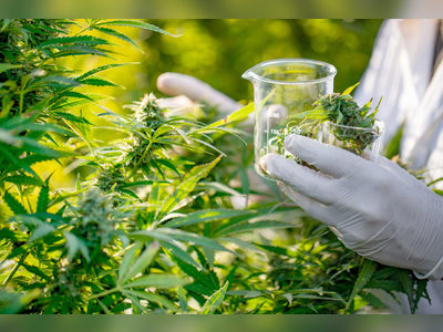 Gov't to introduce legislation for the 'production and sale' of medical marijuana