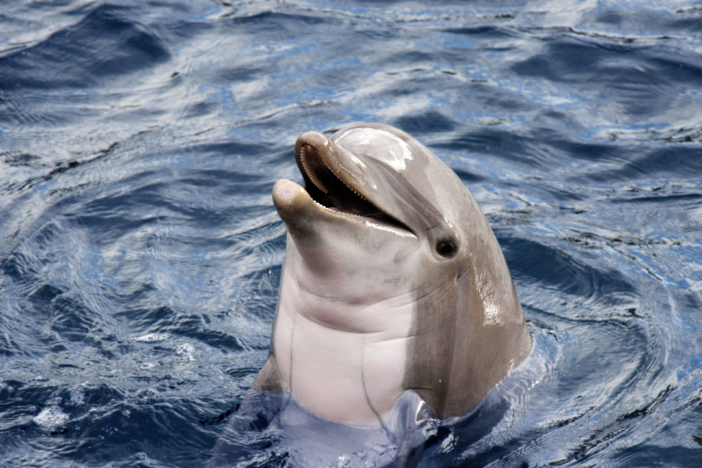 Over 5K signatures | Tourism authorities mum on anti-dolphin attraction petition