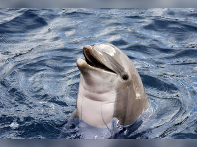 Over 5K signatures | Tourism authorities mum on anti-dolphin attraction petition