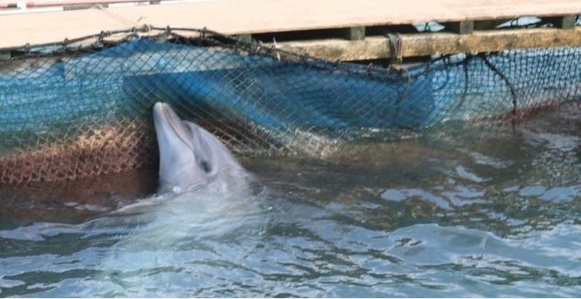 More Attempts To Block Dolphin Discovery