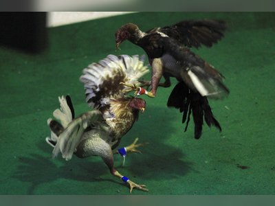 Puerto Rico heads for showdown with US over cockfighting ban