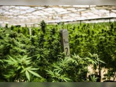 40 farmers to be trained to grow marijuana - SFC Report