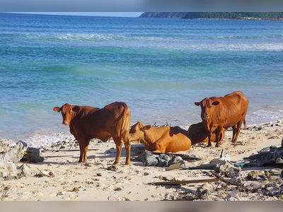 Costly concern | Cattle a ‘menace’ to Spooner’s Estate residents