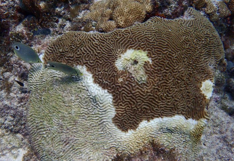 Deadly coral disease nearing the BVI waters