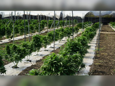 BVI projected to make a yearly minimum of $30M in marijuana exports