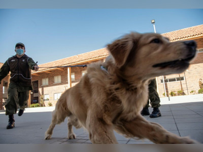 Chilean police train dogs to sniff out Covid-19