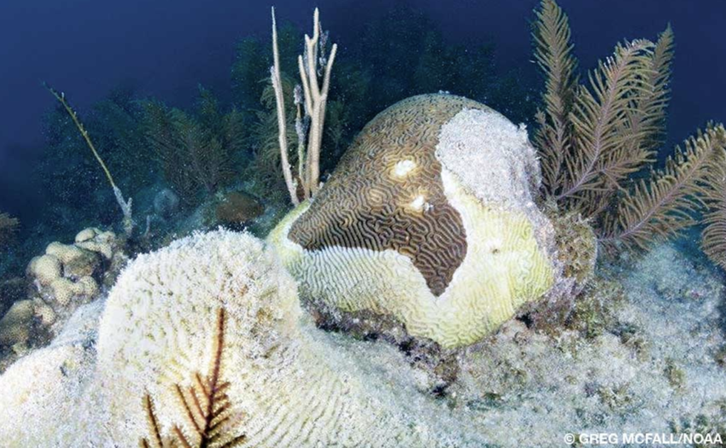 Warning! Stony Coral Tissue Loss Disease reported in BVI
