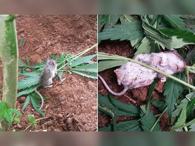 Keep off the grass! A curious mouse in Canada was caught chomping on cannabis leaves before being found passed out on its back