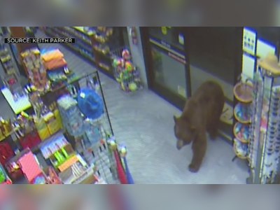 WATCH: Wild Videos Shows Bears Confronting People Inside Kings Beach Stores