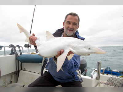 Ultra-rare 'albino' shark is first ever caught off coast of Britain