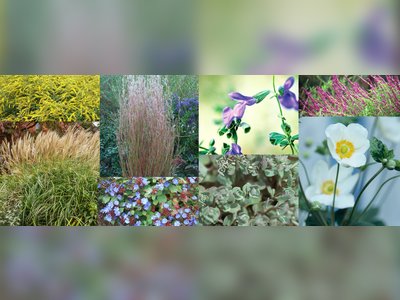 8 Fall-Blooming Perennials That Keep the Show Going Until Winter