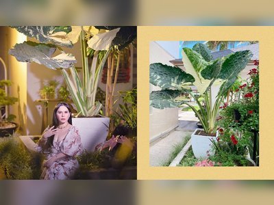 Jinkee Pacquiao Goes Viral for Expensive Plant That Costs Approximately P20,000