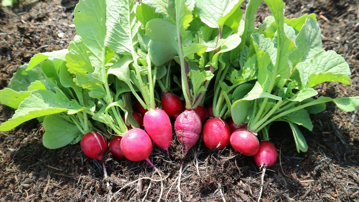 Radishes from Sowing to Harvest
