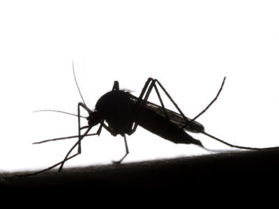 Chikungunya also present in BVI! Suspected dengue cases over 100