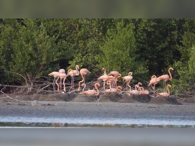 Flamingos hatch on Tortola for the first time in over 70 years