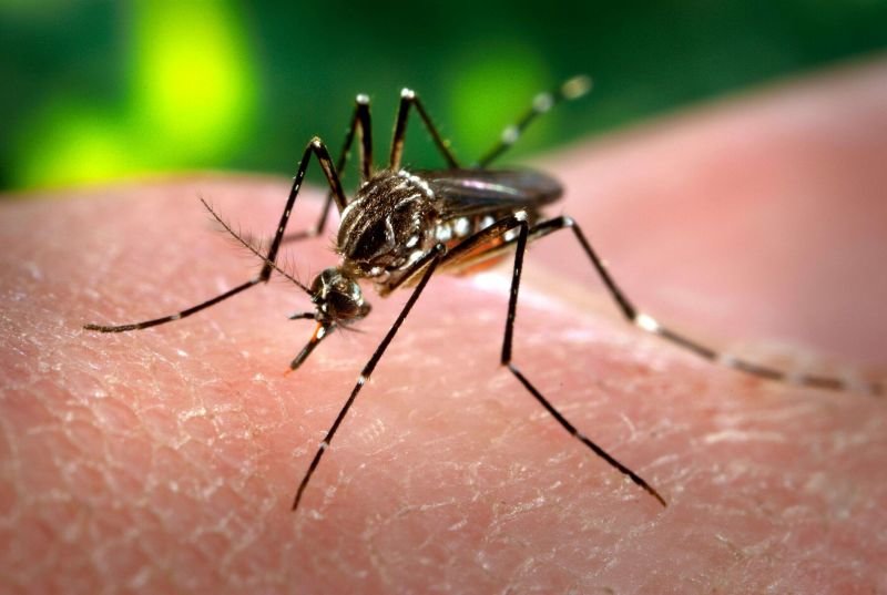 Nearly 60 confirmed dengue cases in VI!