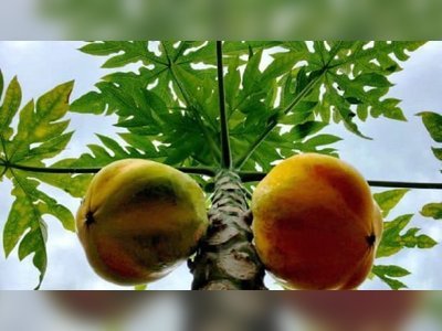 Vincentians mistake castor oil leaf with papaya leaf to treat dengue