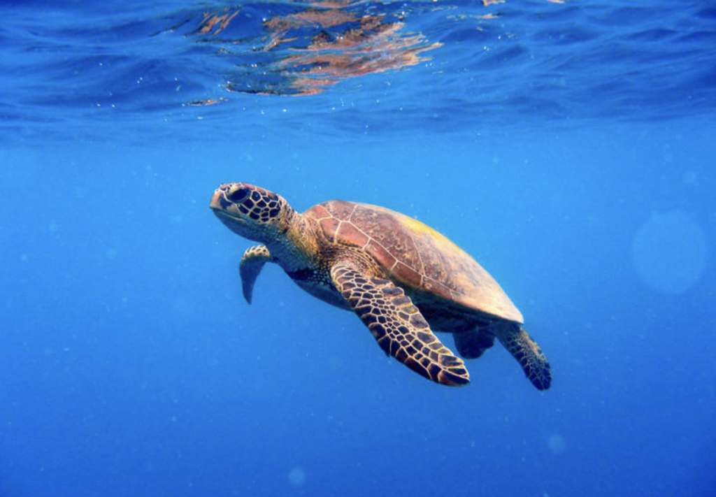 Turtle conservation project launched to combat threats discovered in ...