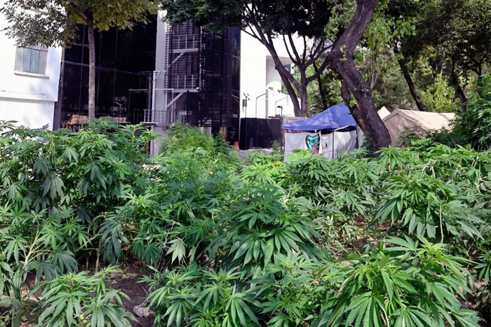 Mexico Set to Become World's Largest Legal Cannabis Market