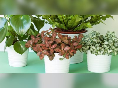 Attention, Wannabe Gardeners: These Indoor Plants That Are Almost Impossible to Kill