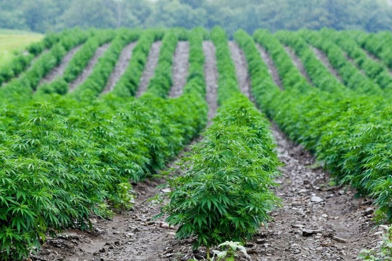 First license for hemp cultivation granted in USVI
