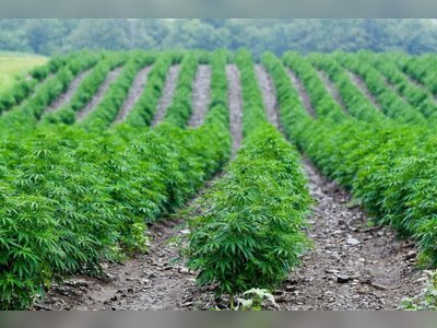 First license for hemp cultivation granted in USVI