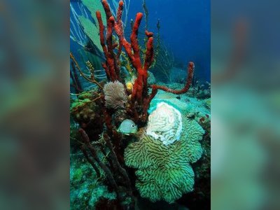 ‘Strike Team’ Formed To Tackle Coral Disease In The Virgin Islands