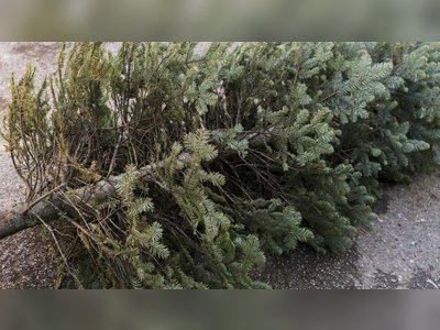 Christmas tree recycling: what are the options?
