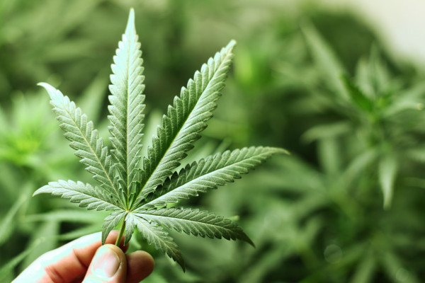 Growing cannabis on Britain’s smallest islands: Increasing demand fertilises supply