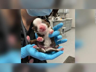Puppy born with six legs is a 'miracle,' vet hospital says