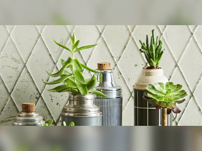 Must-Know Tips for Watering Succulents