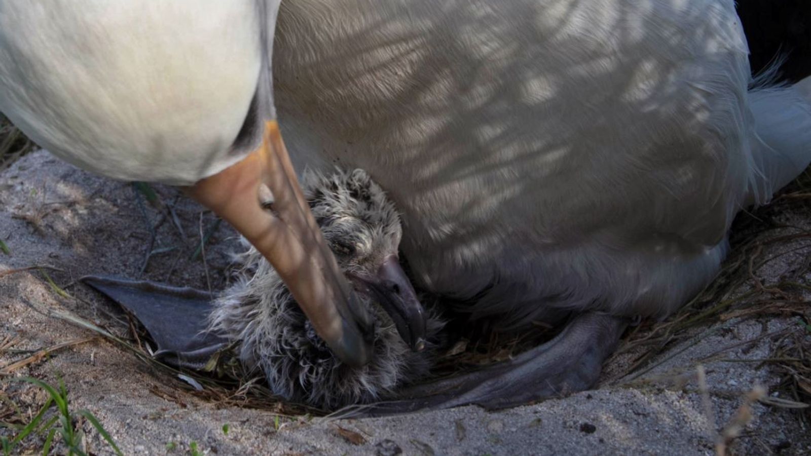 World's oldest bird, Wisdom the albatross, hatches chick at the age of 70