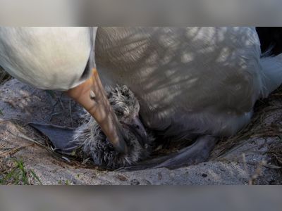 World's oldest bird, Wisdom the albatross, hatches chick at the age of 70