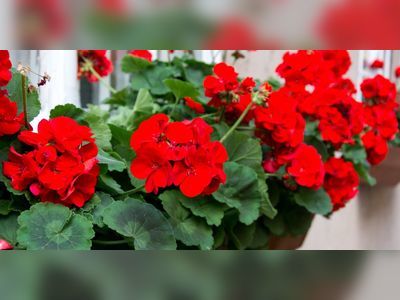 How to Grow Geraniums Over the Winter