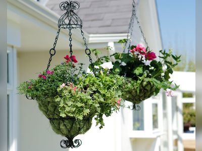 8 Trendy Hanging Plants Ideas To Make Home Patio More Attractive