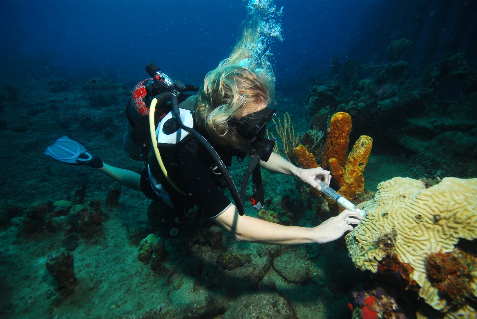 Disease still killing stony corals in Virgin Islands