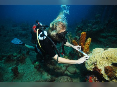 Disease still killing stony corals in Virgin Islands