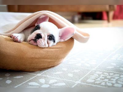 An Orthopedic Dog Bed Is a Must-Have Accessory to Keep Your Pup Healthy