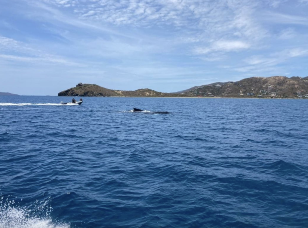 Whale entangled in BVI waters freed