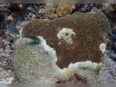 The fight continues! Coral disease found at 33 dive sites in BVI