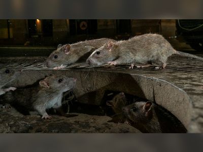 COVID-19: UK government scientists investigating whether rats could infect humans, official documents reveal