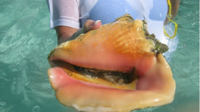 Investigation launched into conch contamination in The Bahamas